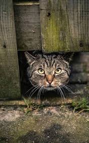 pin by elena curkina on koshki cats and kittens cat personalities beautiful cats