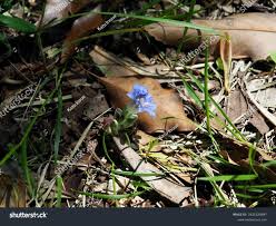 Image result for Cyperus zollingeri