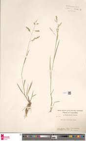 Image result for Steinchisma