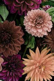 Dahlia Heaven Art Print By Trish Tritz In 2021 Dahlia Flower Tattoos Flower Aesthetic Daliah Flower