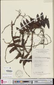 Image result for Calyptrochilum