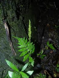 Image result for Anemiaceae