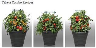 Tomatoes are one of the most popular edible plants to grow at home, and for good reason.1 x research source many varieties grow well in a container, and taste much better freshly. A Closer Look Take 2 Tomato Combos