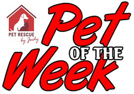 Dec 02, 2019 at 5:00 am. Welcome To Pet Rescue By Judy