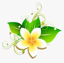 Transparent Plumeria Png Jasmine Flower Drawing Cartoon Png Download Kindpng Remove the background with one click, leaving a transparent image background to download as a png with our online photo editor. jasmine flower drawing cartoon png