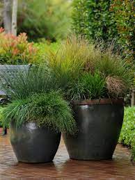1 pack calamagrostis brachytricha syn. How To Use Grasses In Containers Hgtv