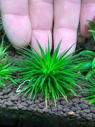 Image result for Eriocaulon schimperi