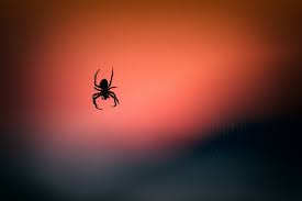 Spider bites in the us usually are harmless, and you can treat them at home, but a bite from a black widow or brown recluse spider can be dangerous, and needs treatment by a doctor. How To Treat A Spider Bite Redorbit