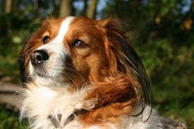1 x trustworthy source american kennel club the american kennel club (akc). Kooikerhondje 2021 Charakter Wesen Hunde Fan De
