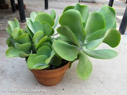 Image result for Kalanchoe thyrsiflora
