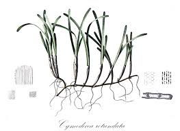 Image result for Cymodoceaceae