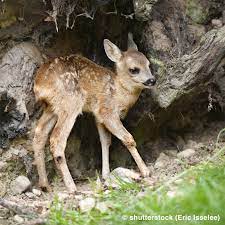 Das reh ist also der vorläufer des hirsches. Rehe So Leben Sie In Unseren Waldern Was Ist Was