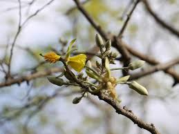 Image result for Eriolaena rulkensii