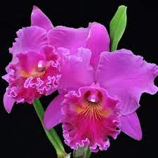 Pin On Mi Jardin Olivia
