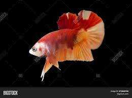 #fishblr #betta #betta fish #hmpk #simeone the betta #pet sickness. Betta Koi Nemo Hmpk Image Photo Free Trial Bigstock