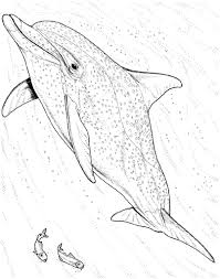 Free printable dolphin coloring pages for kids. Cute And Fun Dolphin Coloring Pages 101 Coloring