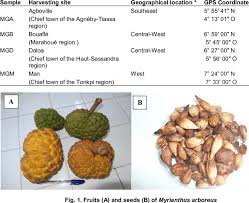 Image result for Myrianthus arboreus