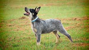 We're not an australian cattle dog rescue. Blue Heeler Dogs Collie Dingo Mix