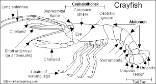 Crayfish Printout Enchanted Learning Software