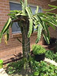 Dyi Dragon Fruit Stand Dragon Fruit Plant Dragon Fruit Fruit Plants
