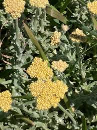 Image result for Helichrysum acutatum
