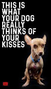 What Does Your Dog Really Think Of Your Kisses Good Doggies Online Dog Psychology Good Doggies Online Dog Brain