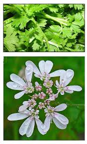 Image result for Coriandrum sativum