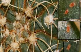 And cactus care is meant to serve a. Full Guide On Cactus Diseases Pests And Treatments Terrarium Planting Guide