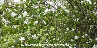 Image result for indiánská borůvka obrázek