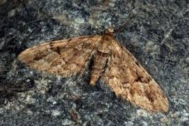 Image result for Eupithecia lanceata