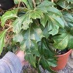 Image result for Rhoicissus rhomboidea