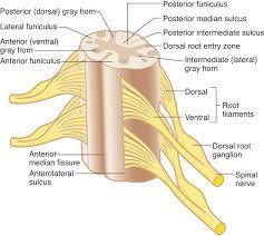 Spinal Cord
