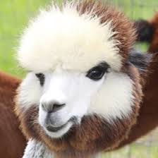 Painted Sky Alpaca Farm Fiber Mill Alpacas4me On Pinterest