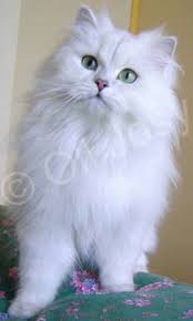 Britisches Langhaar Niedlichetiere Club Illustration De Chat Photographie De Chat Chat Mignon