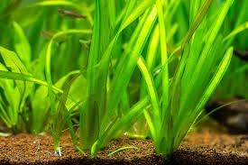 Image result for Vallisneria