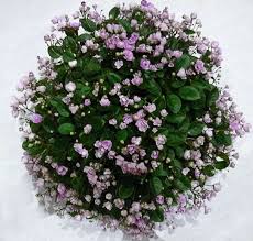 African violets, also known as saintpaulia, are great plants for indoor growth because of their beauty, resilience, and relatively simple care. Cirelda Best Trailing African Violet Violet Plant African Violets Plants African Violets
