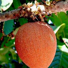Check spelling or type a new query. Fruits In The World Mamey Sapote Fruit
