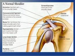 Found On Google From Slideshare Net Physical Therapy Shoulder Shoulder Impingement Shoulder Joint Anatomy