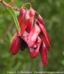 Image result for Schinopsis