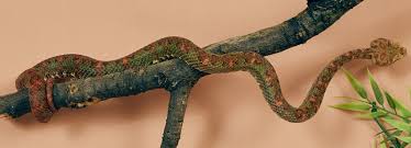 Copperhead snake bites are one of the frequently reported snakebites annually. Snakebites Making Treatments Safe Effective And Accessible Wellcome