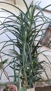 Image result for Craterispermum schweinfurthii