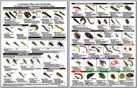 Copy Of Macroinvertebrates And Stream Quality Lessons