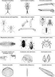 49 Explanatory Pond Water Organisms Chart