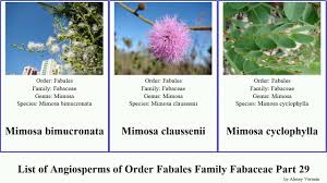 Image result for Micklethwaitia