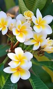 Plumeria Frangipani I Grow These In Half Barrels On A Veranda Overlooking The Sea Even Though They A Beautiful Flowers Orchid Flower Most Beautiful Flowers