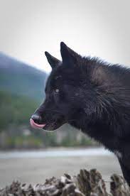 Alaskan Noble Companion Dog Yarrow Google Search Wolf Dog Companion Dog Wild Dogs