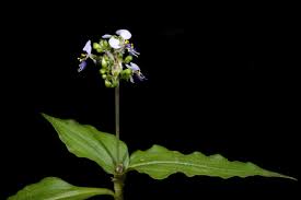 Image result for Aneilema leiocaule