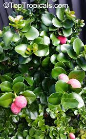 Natal plum plant for sale. Carissa Macrocarpa Carissa Grandiflora Natal Plum Toptropicals Com
