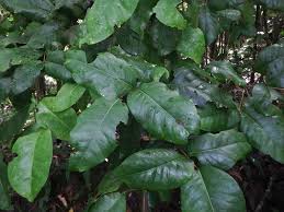 Image result for Eugenia malangensis