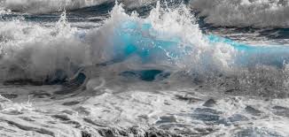 فوائد زبد البحر إستشاري